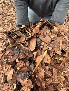 ใบไม้หมัก Leaf compost