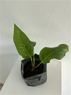 ต้นโชคเก้าชั้นด่าง Variegated Anthurium