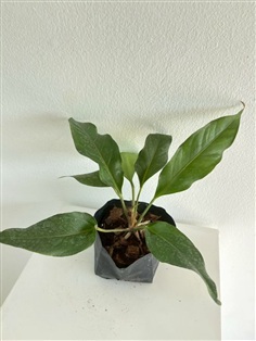 ต้นหน้าวัวใบ Bird's Nest Anthurium