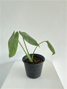ต้นมอนสเตอร่าไทคอน Monstera Thai Constellation