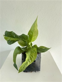 ต้นเงินไหลมาด่างเหลือง Yellow Variegated Syngonium