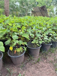 ต้นกระเจี๊ยบ ROSELLE PLANT