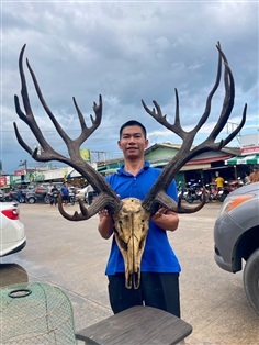 เขาสมัน เขากวางเรซิ่น เลียนแบบธรรมชาติ สวยสมจริง