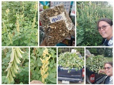 คูนป่า สามใบเถา ตากแห้งครึ่งโล125บาท