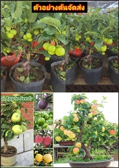 ต้นแอปเปิ้ลบอนไซ ผลสีเขียว Apple Bonsai เสียบยอด จ