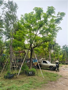 ต้นไข่เน่า