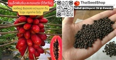 เมล็ดพันธุ์มะละกอไต้หวัน (เมล็ดพันธุ์คุณภาพดี)