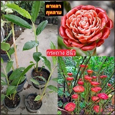 ต้น ดาหลากุหลาบสยาม ดาหลากุหลาบ สยาม Siam rose หรื | Shopping by lewat - เมืองมหาสารคาม มหาสารคาม