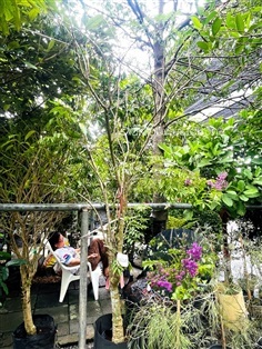 ต้นคูณม่วงแคระ