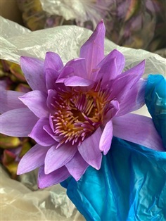รับซื้อดอกบัวสีน้ำเงิน ดอกสด จำนวนมาก