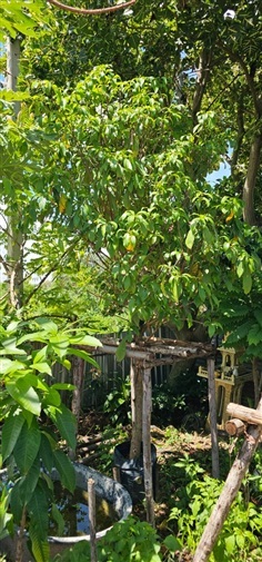 ขายต้นมะไฟ ลำต้น นิ้ว สูง 2.5-3 เมตร ติดลูกมาแล้ว