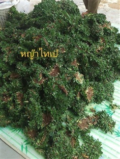 หญ้าไทเป