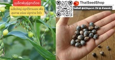 เมล็ดพันธุ์ลูกเดือย ดกมาก (เมล็ดคุณภาพดี)