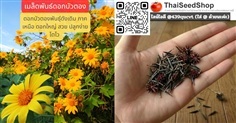 เมล็ดพันธ์ดอกบัวตอง พันธุ์ภาคเหนือ (เมล็ดคุณภาพดี)