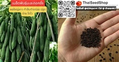 เมล็ดพันธุ์มะละกอครั่ง ผลใหญ่ยาว ทำส้มตำอร่อย