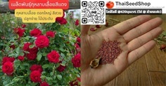 เมล็ดพันธุ์กุหลาบเลื้อยสีแดง – Climbing rose