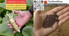 เมล็ดพันธ์วาซาบิญี่ปุ่น (แท้) เมล็ดคุณภาพดี