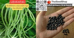 เมล็ดพันธุ์ถั่วพุ่ม พันธุ์ดี ฝักยาว เมล็ดคัดเกรด