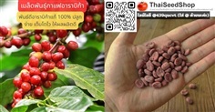 เมล็ดพันธุ์กาแฟอาราบิก้าแท้100%เมล็ดพันธุ์คัดเกรด