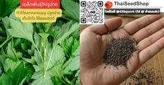 เมล็ดพันธุ์จิงจูฉ่าย (เมล็ดพันธุ์คุณภาพดี)