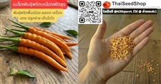 เมล็ดพันธุ์พริกเหลืองพัทลุง (เมล็ดพันธุ์คุณภาพดี)