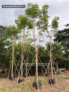 ต้นชมพูพันธุ์ทิพย์ 5 นิ้ว สูง 5-6 เมตร