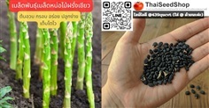 เมล็ดพันธุ์หน่อไม้ฝรั่งเขียว (เมล็ดพันธุ์คุณภาพดี)