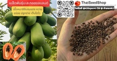 เมล็ดพันธุ์มะละกอฮอลแลนด์ (เมล็ดพันธุ์คุณภาพดี)