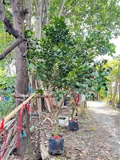 ต้นส้มโอทองดี