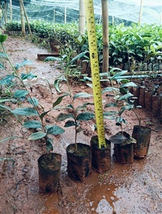 ต้นชาอู่หลง ต้นชาอัสสัม