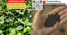เมล็ดพันธุ์กะเพราป่า กะเพราโบราณ หอมฉุน