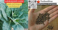เมล็ดพันธุ์ปูเล่ฝรั่งจอร์เจีย ใบใหญ่ อร่อย