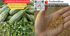 เมล็ดพันธุ์มะเขือเปราะตอปิโด ใหญ่ และ ยาว กรอบ