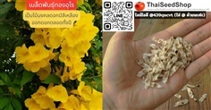 เมล็ดพันธุ์ทองอุไร เป็นไม้มงคลดอกมีสีเหลืองสด