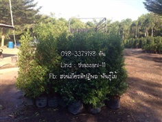 จัดส่ง ไทรเกาหลี