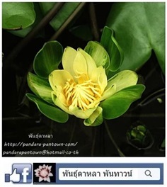 นางกวักเหลือง