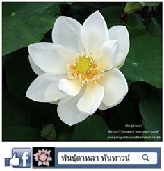 บัวไต้หวันสีขาว