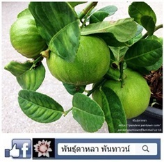 มะนาวฟักทอง | พันธุ์ดาหลา - เมืองเชียงใหม่ เชียงใหม่