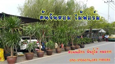 จันทร์หอม