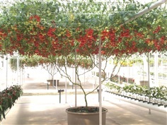 มะเขือเทศต้นอิตาลี่ Italian tomato tree