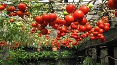 มะเขือเทศ เอซีอี 55 ACE 55 Tomato