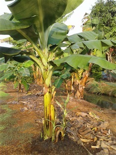 กล้วยมาฮอย (กล้วย 2 เครือ) | นานาพันธุ์กล้วย - บ้านแพ้ว สมุทรสาคร