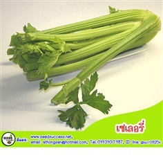 เซเลอรี่ (Celery) | seedsuccess (ซีดซักเซส) - เขื่องใน อุบลราชธานี