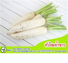 หัวไชเท้า / ผักกาดหัว