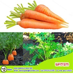 แครอท (carrot) | seedsuccess (ซีดซักเซส) - เขื่องใน อุบลราชธานี