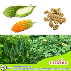 มะระขี้นก (Bitter Cucumber)