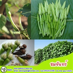 ชมจันทร์ (Moonflower)  / 10 เมล็ด