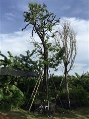 ต้นนางกวัก(มหาโชค) 20" | TASA Landscaping - ปากช่อง นครราชสีมา