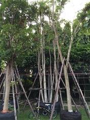 ต้นกระพี๊จั่น | TASA Landscaping - ปากช่อง นครราชสีมา