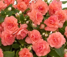 ดอกเที่ยนฝรั่ง ดอกซ้อน คละสี  double impatiens flowers | ไม้ดอกออนไลน์ - บางใหญ่ นนทบุรี